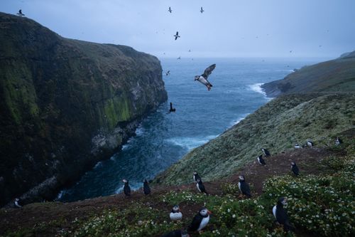 Puffin Photography Skomer Island Wales 028