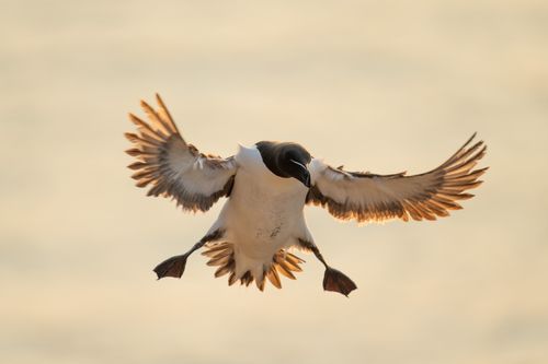 Skomer Island Wales 001