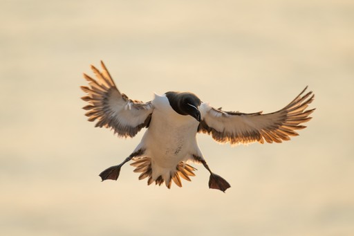 Skomer Island Wales 001