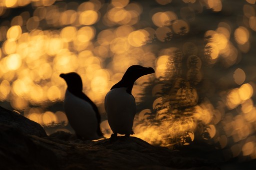 Skomer Island Wales 002