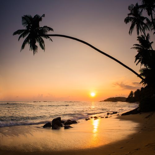 Sri Lanka Beach Seascape Landscape Photography Mirissa palm tree at sunset on tropical Mirissa Beach South Coast of Sri Lanka Southern Province Asia