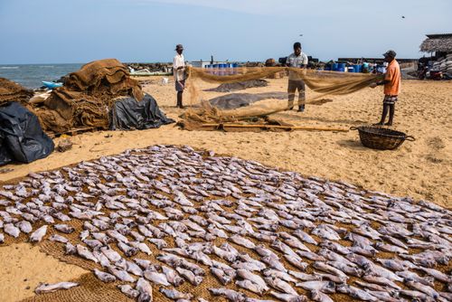 Sri Lanka Documentary Travel Photography Fishermen drying out fishing nets in Negombo fish market Lellama fish market Negombo West Coast of Sri Lanka Asia