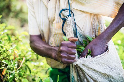 Sri Lanka Documentary Travel Photography Tea picker filling his bag with tea leaves in a tea plantation in the Sri Lanka Central Highlands and Tea Country Sri Lanka Asia