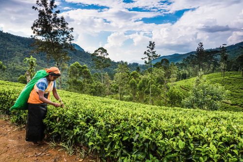 Sri Lanka Documentary Travel Photography Tea picker working at a tea plantation in the Sri Lanka Highlands Nuwara Eliya District Sri Lanka Asia