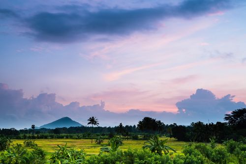 Sri Lanka Landscape Photography Sri Lanka landscape at sunrise paddy fields near Dambulla Central Province Sri Lanka Asia