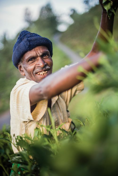 Sri Lanka Portrait Travel Photography Portrait of a tea picker in a tea plantation in the Sri Lanka Central Highlands Sri Lanka Asia