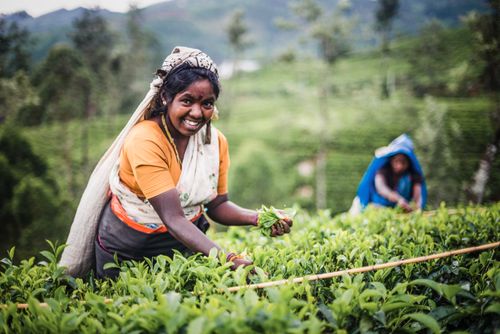 Sri Lanka Portrait Travel Photography Tea picker in a tea plantation in the tea country aka hill country Sri Lanka Central Highlands Nuwara Eliya District of Sri Lanka Asia