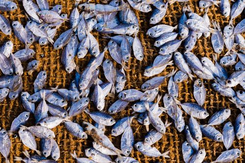Sri Lanka Travel Photography Fish drying in the sun at Negombo fish market Lellama fish market Negombo West Coast of Sri Lanka Asia