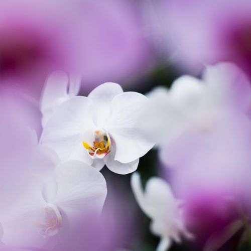 Sri Lanka Travel Photography Kandy Royal Botanical Gardens white orchid flower in the orchid house Peradeniya Kandy Sri Lanka Asia