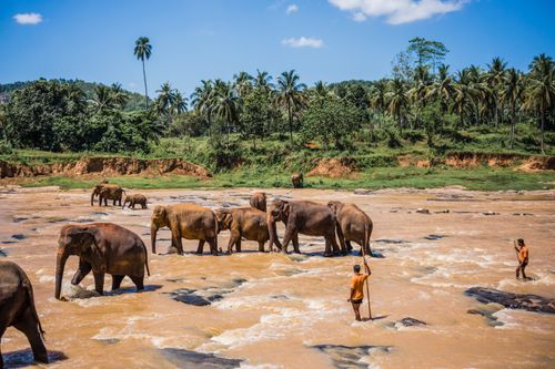 Sri Lanka Travel Photography Pinnawala Elephant Orphanage elephants and Mahut in the Maha Oya River near Kegalle in the Hill Country of Sri Lanka Asia