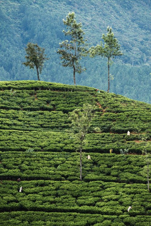 Sri Lanka Travel Photography Tea pickers working at a tea plantation in the hill country Sri Lanka Highlands Nuwara Eliya District of Sri Lanka Asia