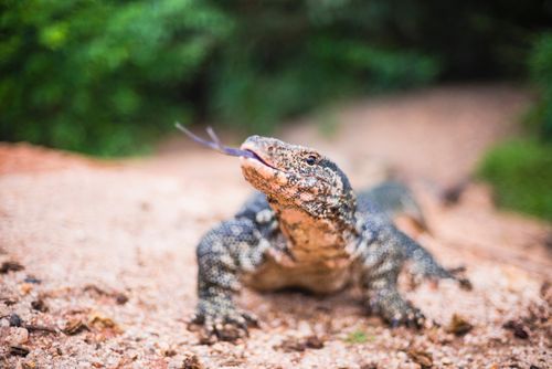 Sri Lanka Wildlife Photography Minneriya National Park monitor Lizzard flicking its tongue Central Provice of Sri Lanka Asia