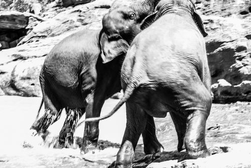 Sri Lanka Wildlife Photography Pinnawala Elephant Orphanage black and white photo of elephants in the Maha Oya River near Kegalle in the Hill Country of Sri Lanka Asia