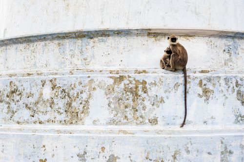 Sri Lanka Wildlife Photography Sacred City of Anuradhapura monkey at Ruvanvelisaya Dagoba in the Mahavihara The Great Monastery Cultural Triangle Sri Lanka Asia