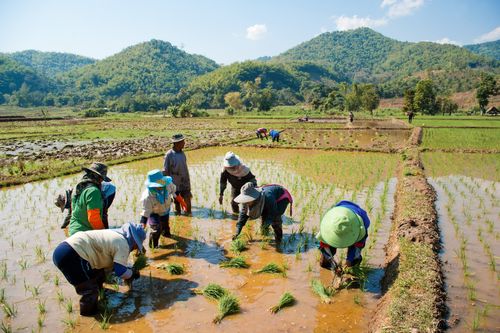 Thailand Documentary Travel Photography Planting rice in the hills near Chiang Rai Thailand Southeast Asia