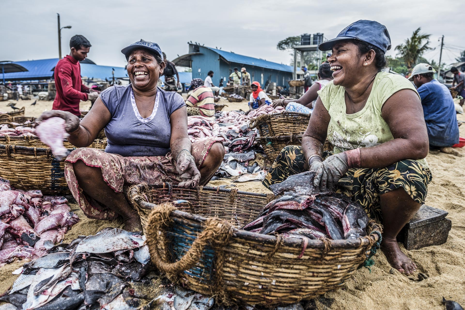 National Geographic Traveller Magazine Sri Lanka Article Negombo fish market Lellama fish market women gutting fish Negombo West Coast of Sri Lanka Asia