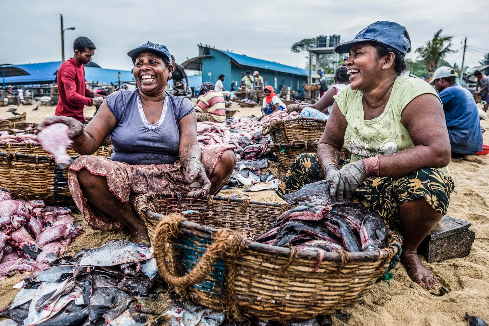National Geographic Traveller Magazine Sri Lanka Article Negombo fish market Lellama fish market women gutting fish Negombo West Coast of Sri Lanka Asia