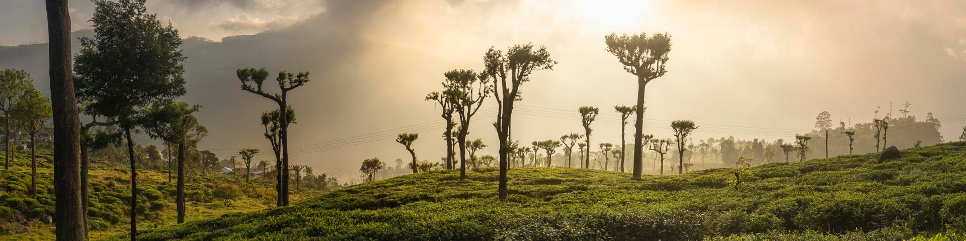 National Geographic Traveller Magazine Sri Lanka Article Sunrise over tea plantations Haputale Sri Lanka Hill Country Asia