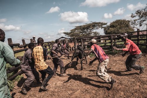 Documentary Travel Photography by UK London Documentary Travel Photographer Kenya Mogwooni Ranch 3