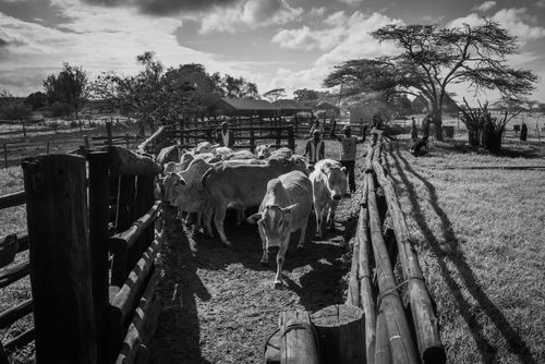 Documentary Travel Photography by UK London Documentary Travel Photographer Kenya Mogwooni Ranch