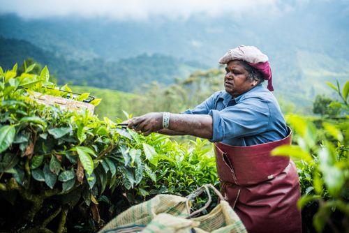 Documentary Travel Portrait Photography by UK London Documentary Portrait Photographer India Munnar 2