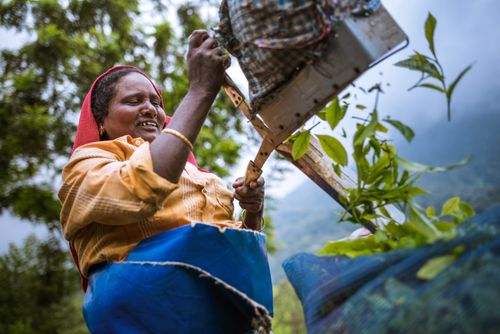 Documentary Travel Portrait Photography by UK London Documentary Portrait Photographer India Munnar 3