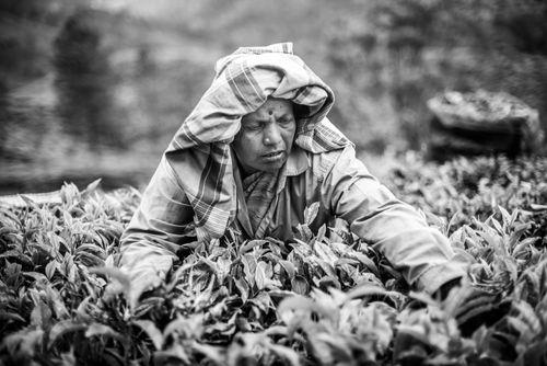 Documentary Travel Portrait Photography by UK London Documentary Portrait Photographer India Munnar