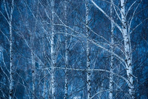 Landscape Photography by Professional Freelance UK Landscape Photographer Birch trees Bran Transylvania Romania background with copy space