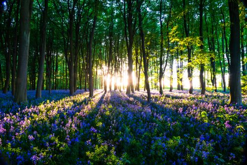 Landscape Photography by Professional Freelance UK Landscape Photographer Bluebell woods in Spring Oxford Oxfordshire England United Kingdom Europe