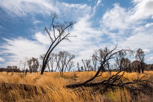 Landscape Photography by Professional Freelance UK Landscape Photographer Burnt out trees in Isalo National Park Ihorombe Region Southwest Madagascar