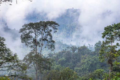 Landscape Photography by Professional Freelance UK Landscape Photographer Choco Rainforest landscape Ecuador This area of jungle is the Mashpi Cloud Forest in the Pichincha Province of Ecuador South America