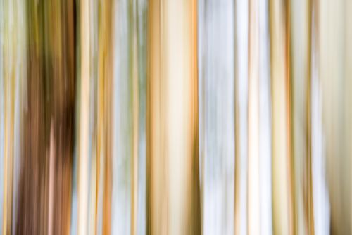 Landscape Photography by Professional Freelance UK Landscape Photographer Forest abstract in Munnar Western Ghats Mountains Kerala India