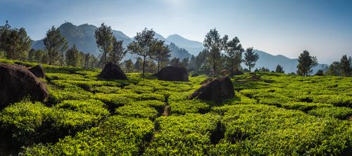 Landscape Photography by Professional Freelance UK Landscape Photographer Munnar Western Ghats Mountains Kerala India