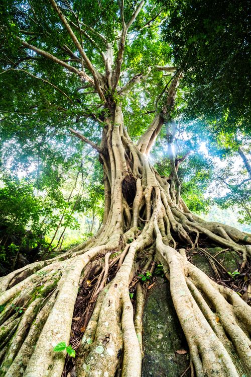 Landscape Photography by Professional Freelance UK Landscape Photographer Old twisted tree roots Munnar Western Ghats Mountains Kerala India