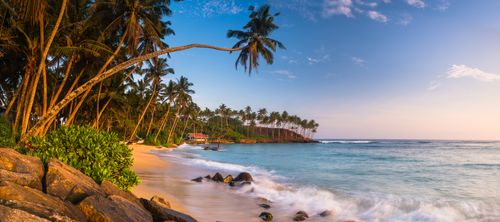 Landscape Photography by Professional Freelance UK Landscape Photographer Palm tree on Mirissa Beach South Coast of Sri Lanka Asia