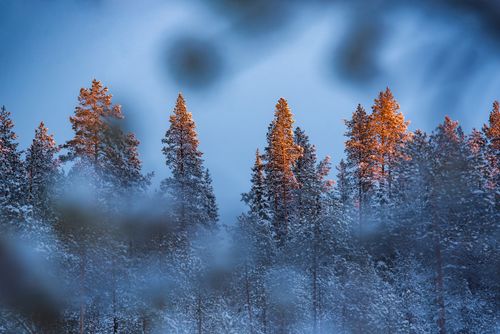 Landscape Photography by Professional Freelance UK Landscape Photographer Sunlight hitting the top of snow covered trees in beautiful winter forest scenery and landscape at Yllasjarvi Lapland Arctic Circle Finland Europe