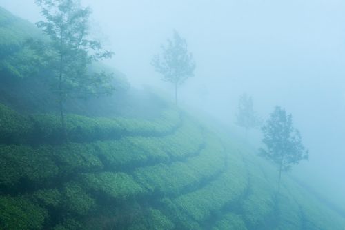 Landscape Photography by Professional Freelance UK Landscape Photographer Tea plantations in the misty India landscape Munnar Western Ghats Mountains Kerala