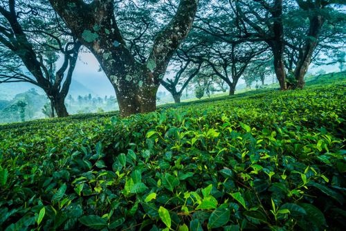 Landscape Photography by Professional Freelance UK Landscape Photographer Tea plantations landscape near Munnar in the Western Ghats Mountains Kerala India 2