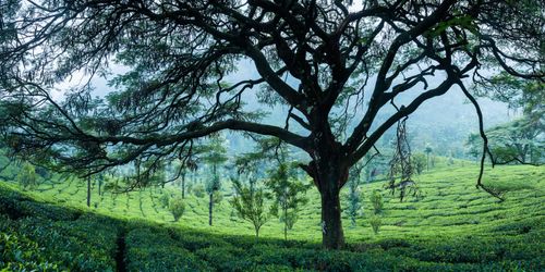 Landscape Photography by Professional Freelance UK Landscape Photographer Tea plantations landscape near Munnar in the Western Ghats Mountains Kerala India