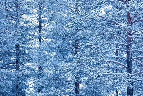 Landscape Photography by Professional Freelance UK Landscape Photographer Winter forrest landscape Akaslompolo Lapland Finland