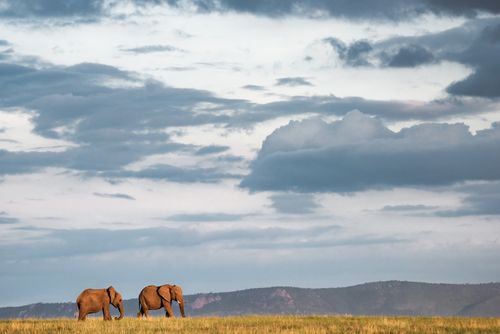 Wildlife Photography by Professional Freelance Wildlife Photographer UK African Elephant family Loxodonta Africana at sunset seen on an africa wildlife safari holiday at a national park in Kenya