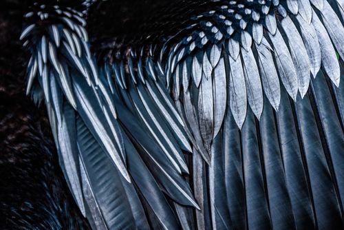 Wildlife Photography by Professional Freelance Wildlife Photographer UK Anhinga Anhinga Anhinga bird Tortuguero National Park Limon Province Costa Rica