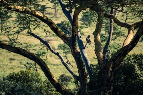 Wildlife Photography by Professional Freelance Wildlife Photographer UK Baboon Papio African Wildlife at El Karama Ranch Laikipia County Kenya