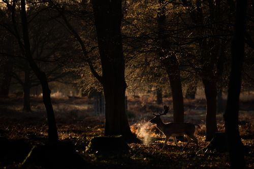 Wildlife Photography by Professional Freelance Wildlife Photographer UK British wildlife scene of a beautiful male fallow deer dama dama in a woodland landscape at sunrise in beautiful light background with copy space