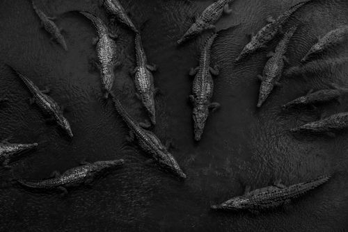 Wildlife Photography by Professional Freelance Wildlife Photographer UK Crocodiles seen from Crocodile Bridge over River Tarcoles in Costa Rica