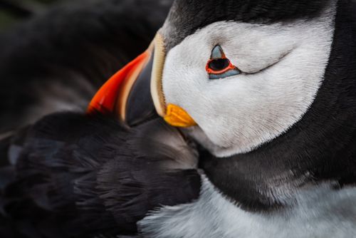 Wildlife Photography by Professional Freelance Wildlife Photographer UK Cute Puffin portrait at the Wick Skomer Island Pembrokeshire Coast National Park Wales United Kingdom iconic British Wildlife