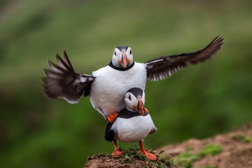 Wildlife Photography by Professional Freelance Wildlife Photographer UK Cute puffins mating on Skomer Island Pembrokeshire Coast National Park Wales United Kingdom iconic British wildlife