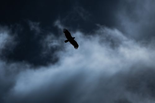 Wildlife Photography by Professional Freelance Wildlife Photographer UK Eagle at El Karama Ranch Laikipia County Kenya