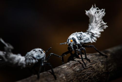 Wildlife Photography by Professional Freelance Wildlife Photographer UK Flatid Leaf Bug aka leafhopper Phromnia rosea nymphs Anja Community Reserve Haute Matsiatra Region Madagascar