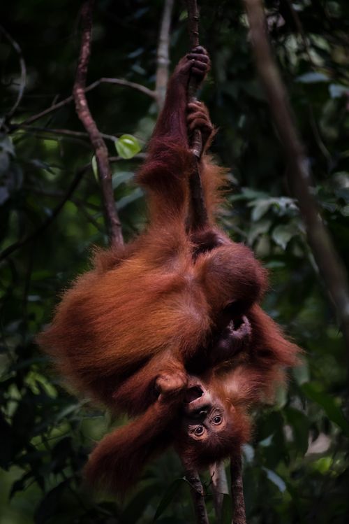 Wildlife Photography by Professional Freelance Wildlife Photographer UK Funny photo of two baby Orangutans Pongo Abelii in the jungle near Bukit Lawang Gunung Leuser National Park North Sumatra Indonesia Asia